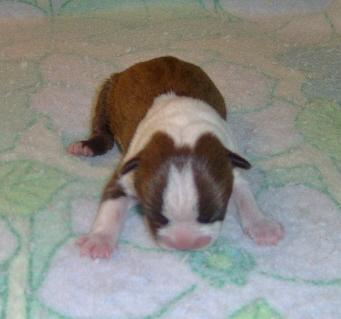 Boston Terrier Puppies for Sale